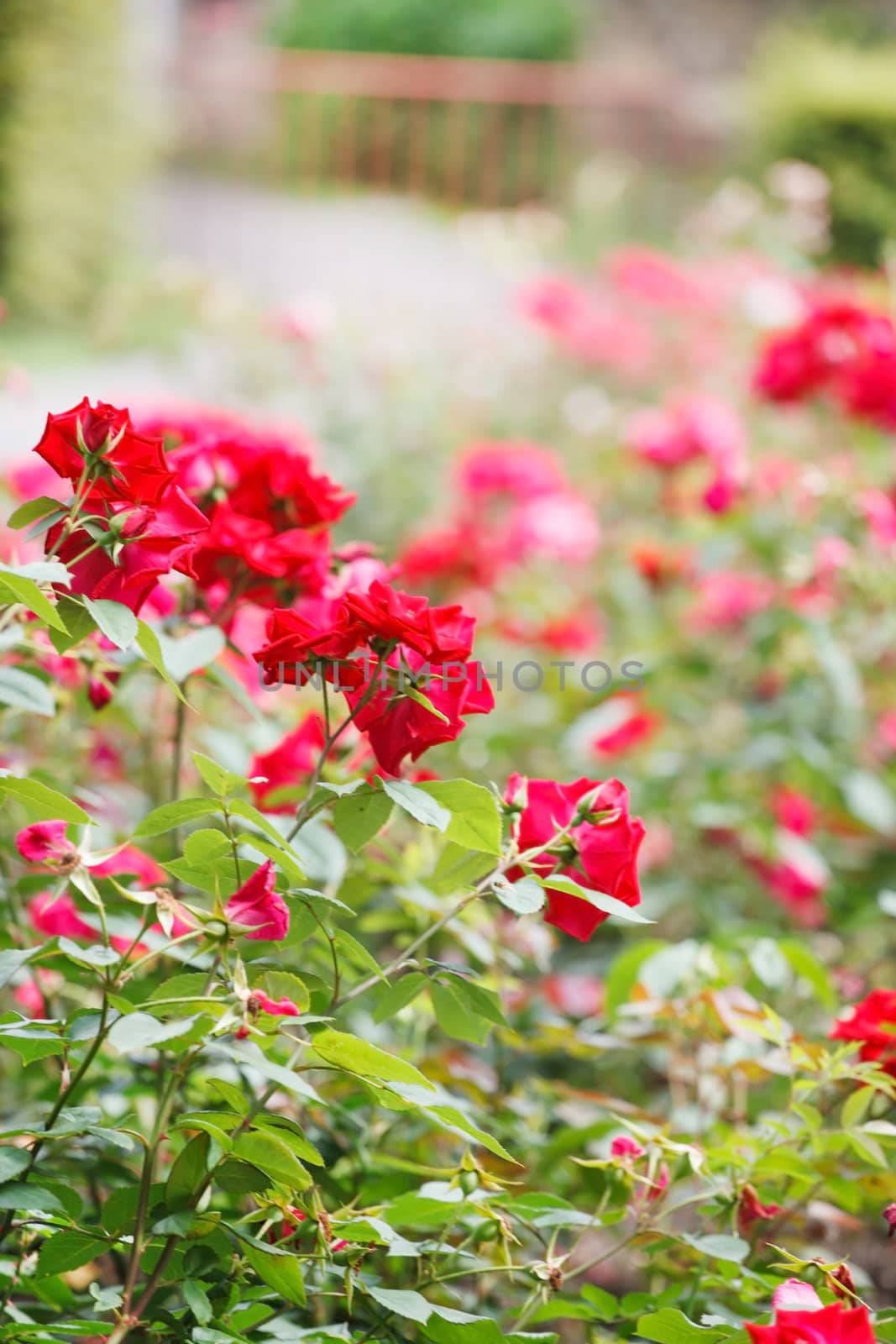 red roses in the garden by shebeko