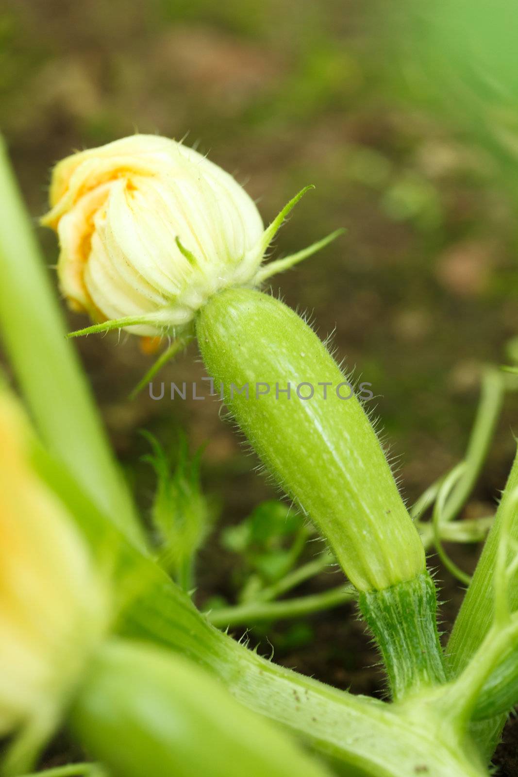 Zucchini with flowers in vegetable garden by shebeko