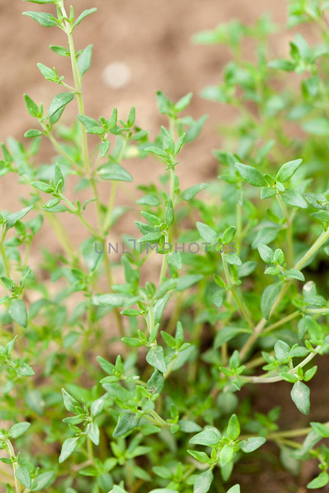 Fresh green thyme herbs  by shebeko