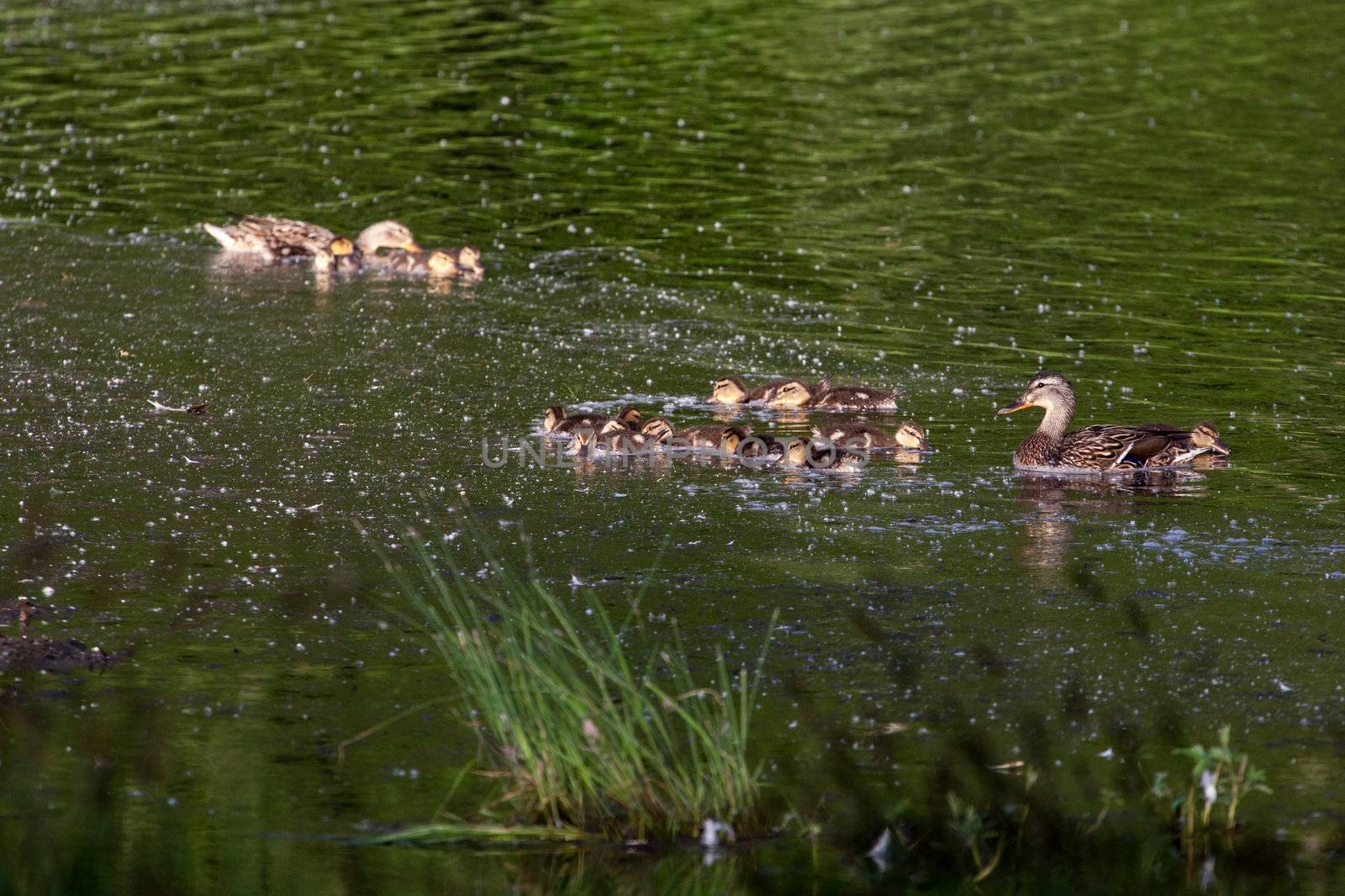 Mother's and their Chicks by studio49