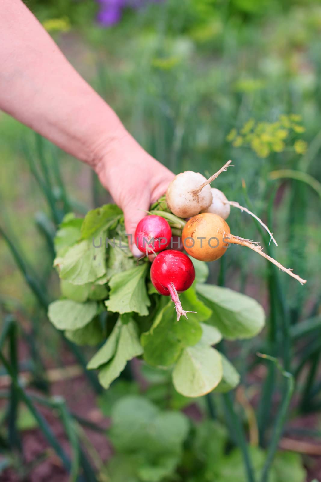 fresh vegetables by shebeko