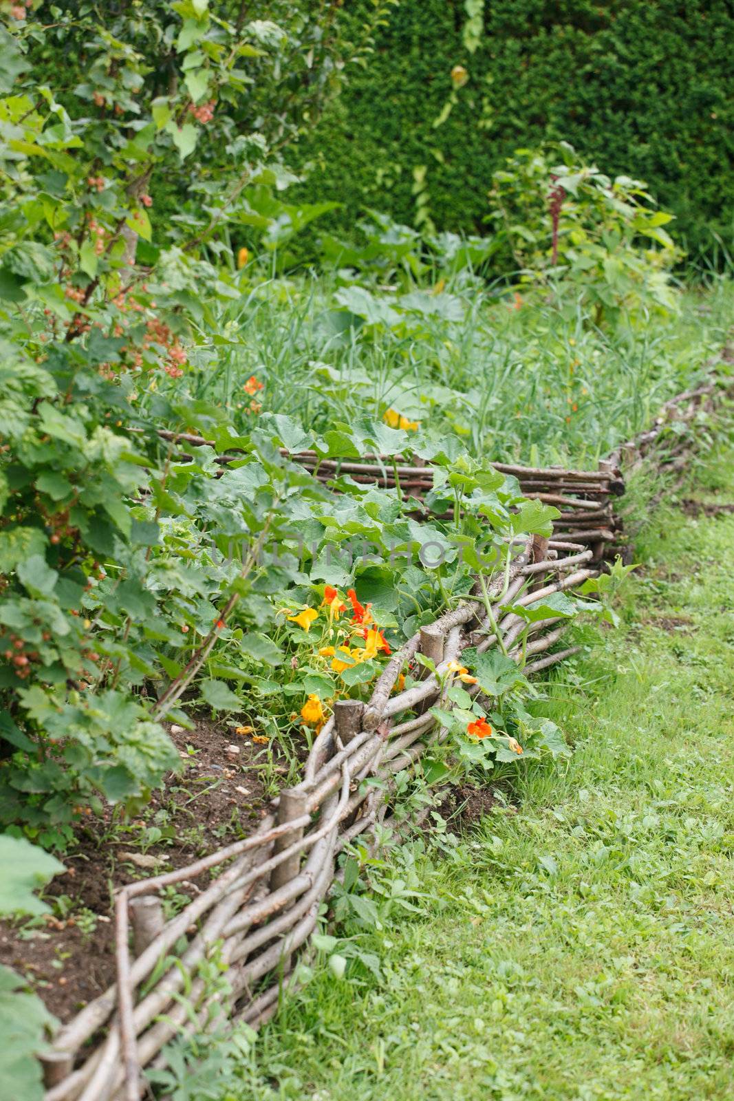 vegetable garden  by shebeko