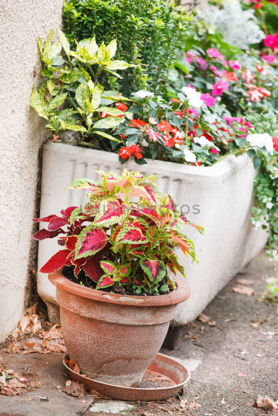 flowers near house by shebeko