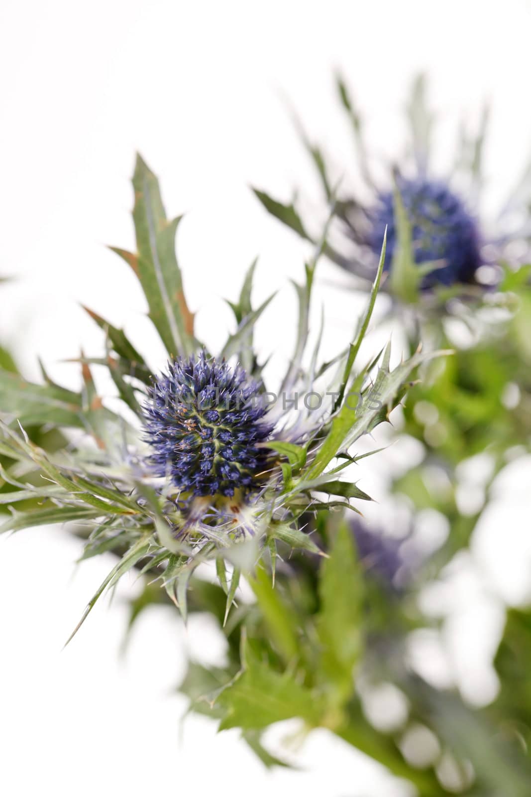 exotic sharp flowers  by shebeko