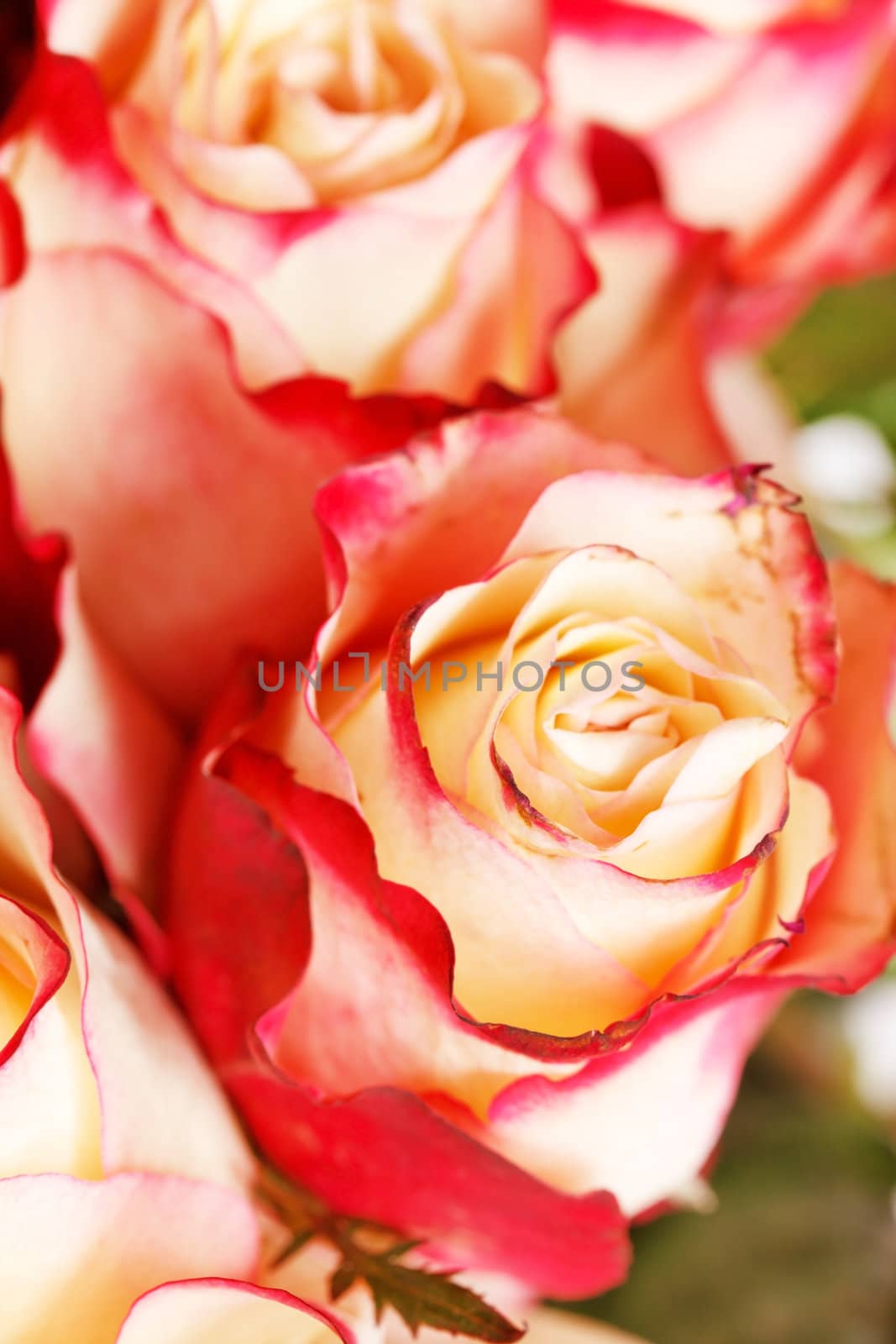 beautiful roses by shebeko