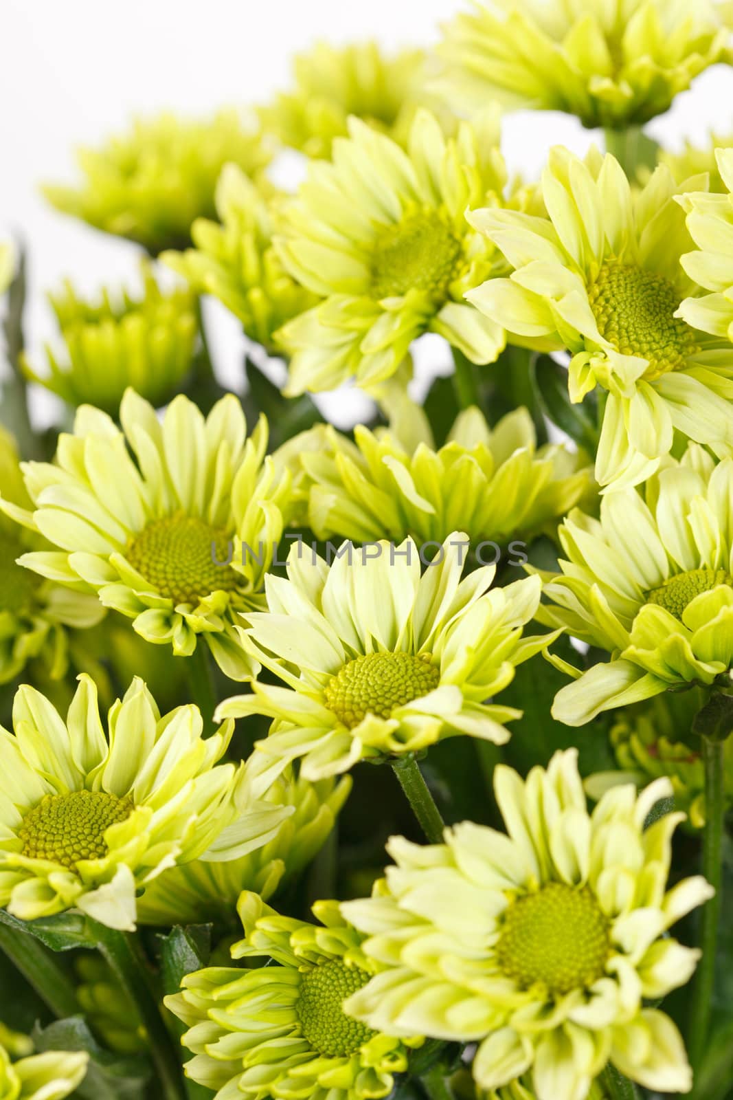 Chrysanthemum Flowers  by shebeko