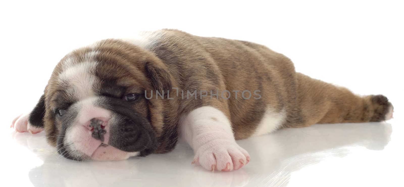 baby bulldog by willeecole123