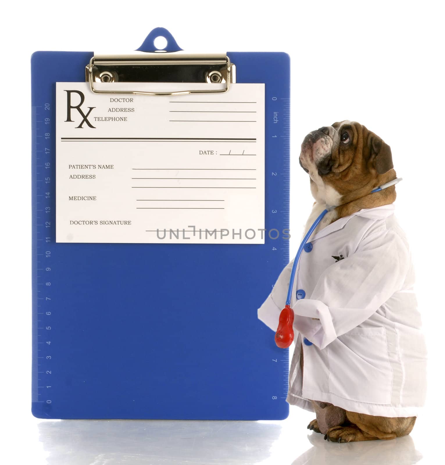 english bulldog dressed up as a doctor or veterinarian with prescription pad