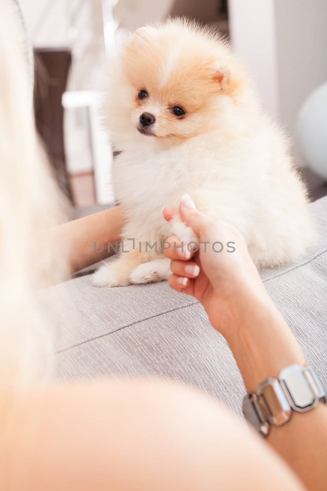 young woman playing with her tinny dog