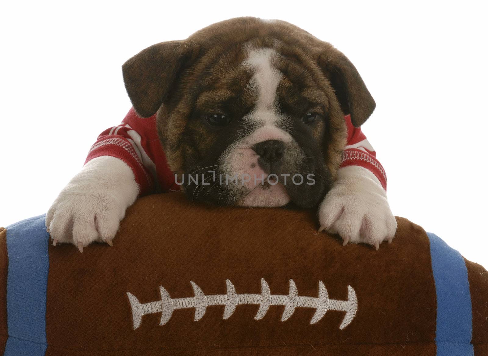  english bulldog puppy with paws up on a stuffed football - 5 weeks old 

