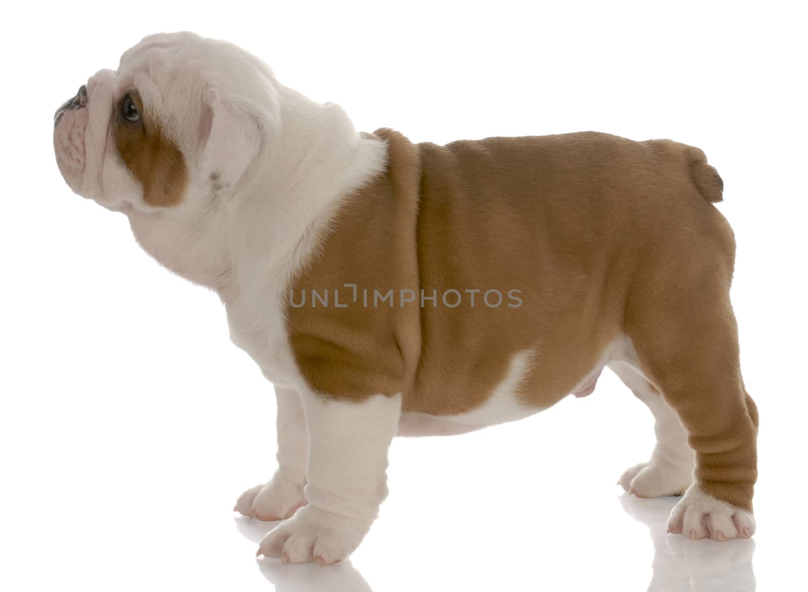red and white english bulldog puppy standing - seven weeks old