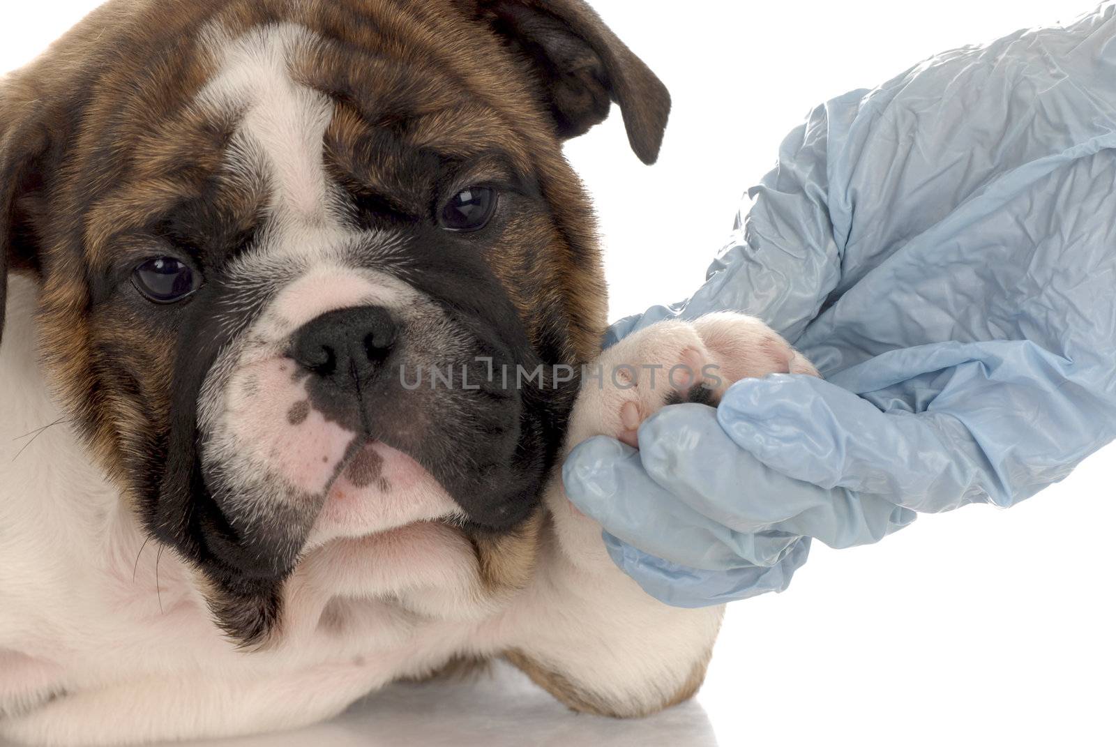 seven week old english bulldog puppy going for vet check-up