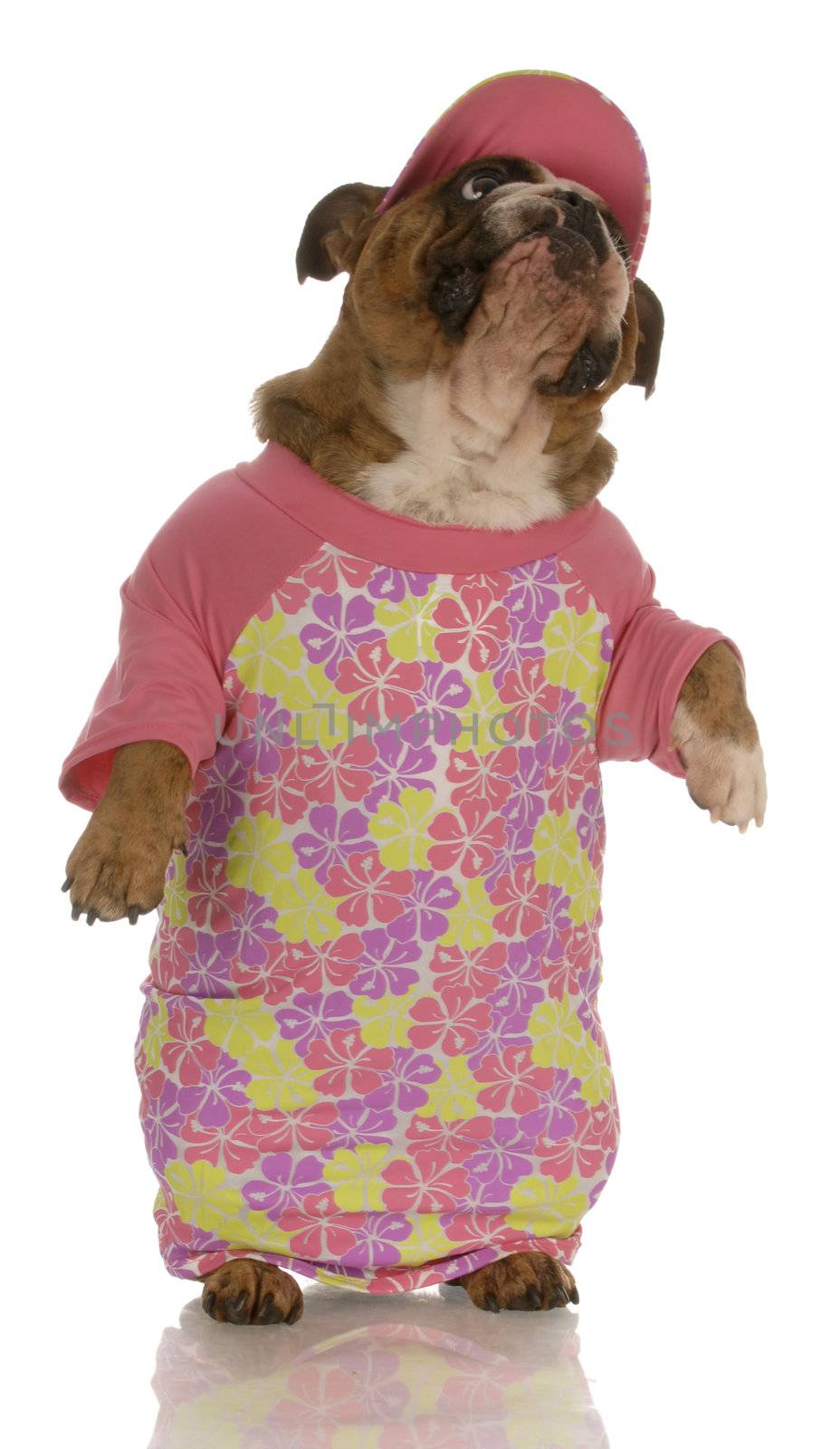 english bulldog standing up wearing pink shirt and matching hat