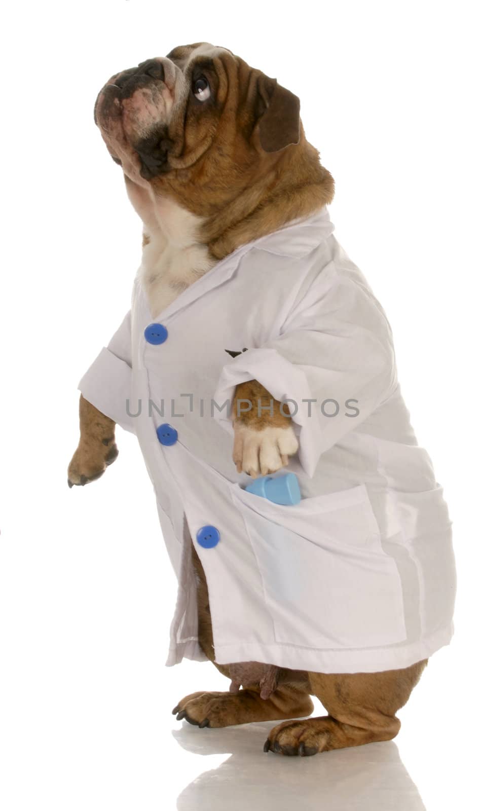 english bulldog standing wearing white doctor or veterinarian coat 