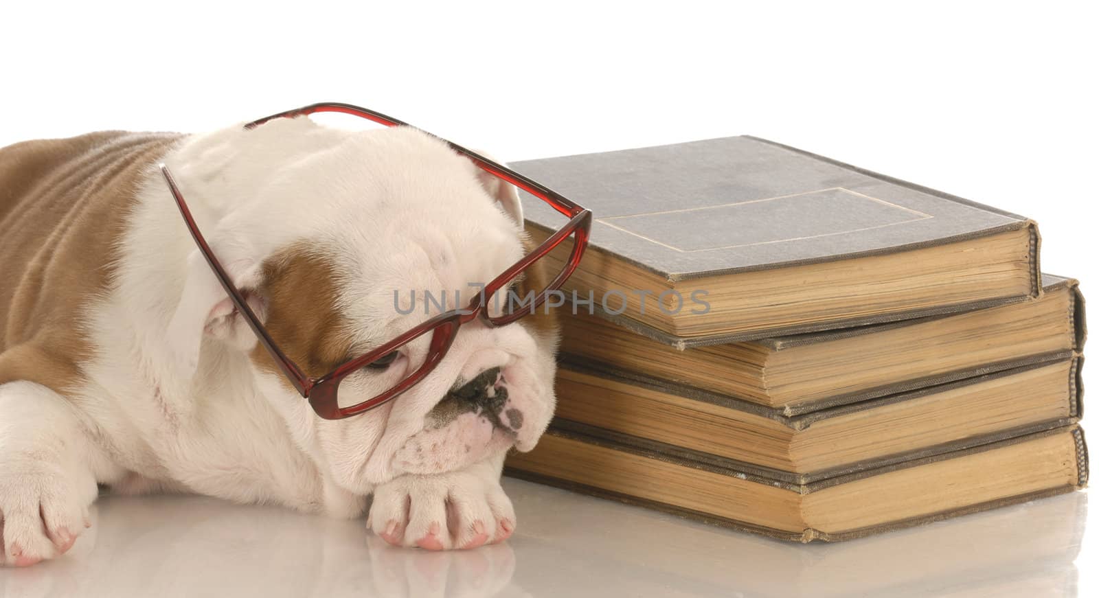 bulldog puppy studying by willeecole123