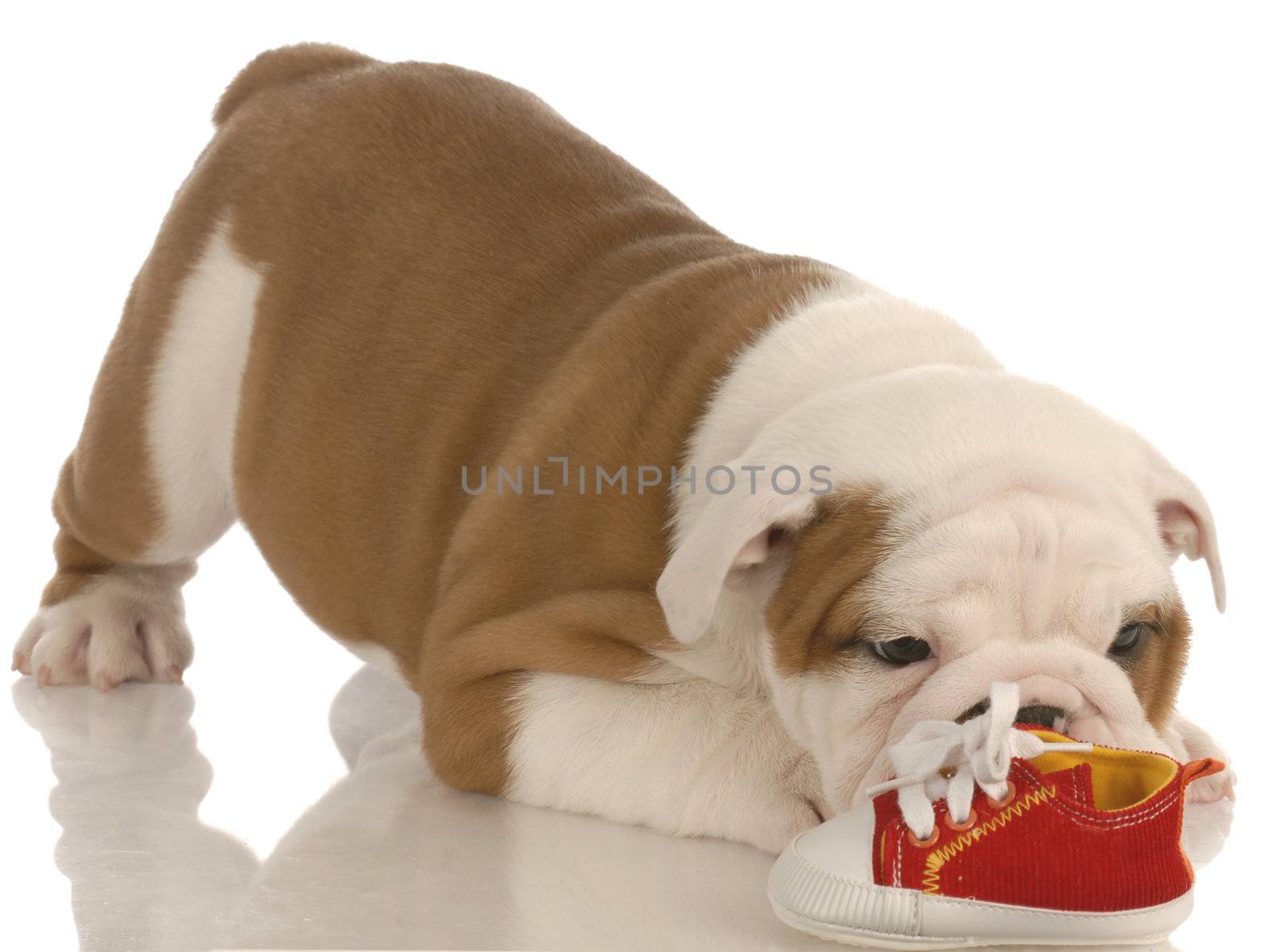 english bulldog puppy chewing on small running shoe - seven weeks old