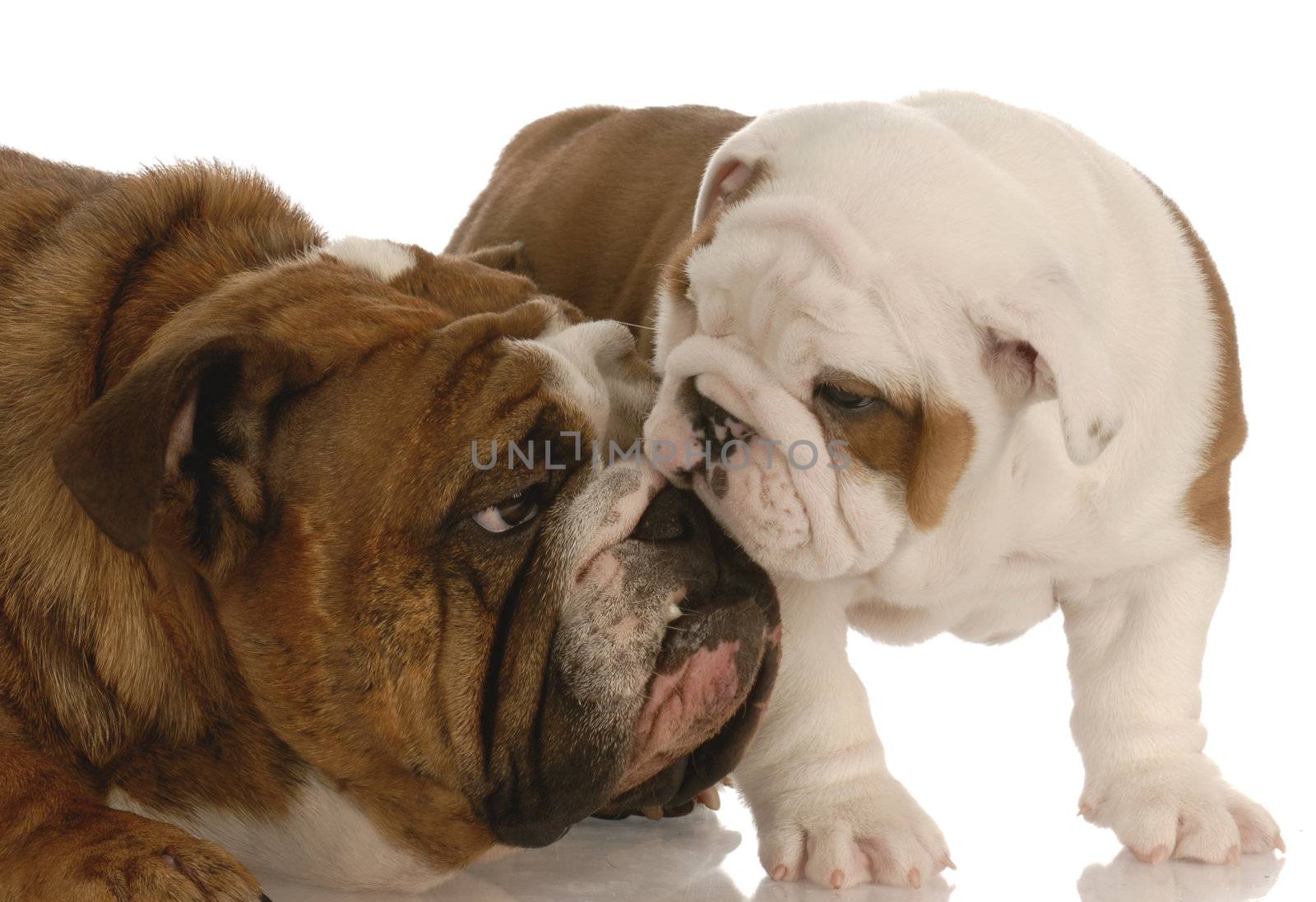 puppy love - english bulldog mother nurturing seven week old puppy
