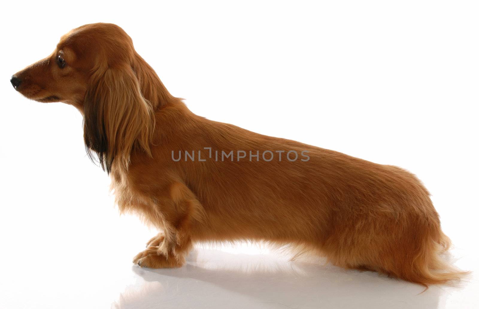 miniature long haired dachshund sitting from the side view