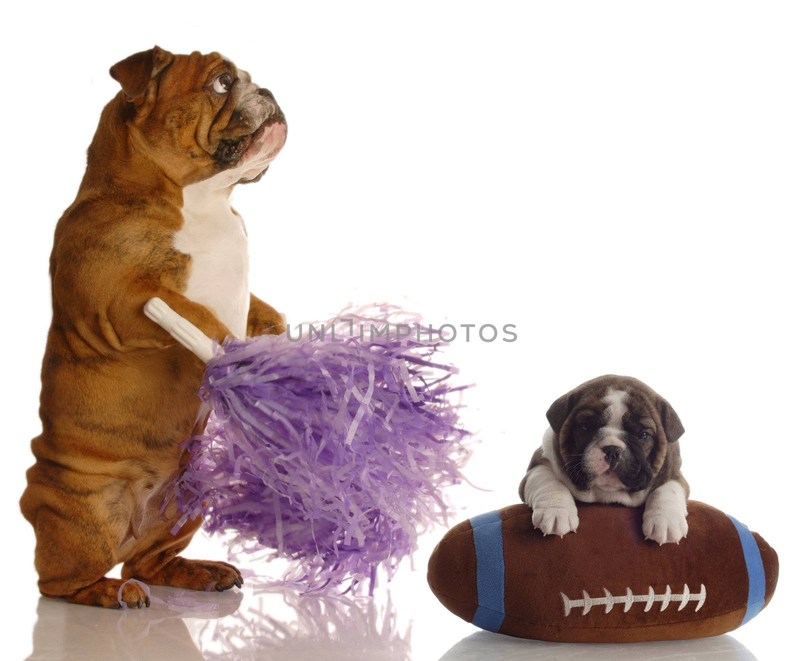 english bulldog cheerleader standing beside puppy sitting on football