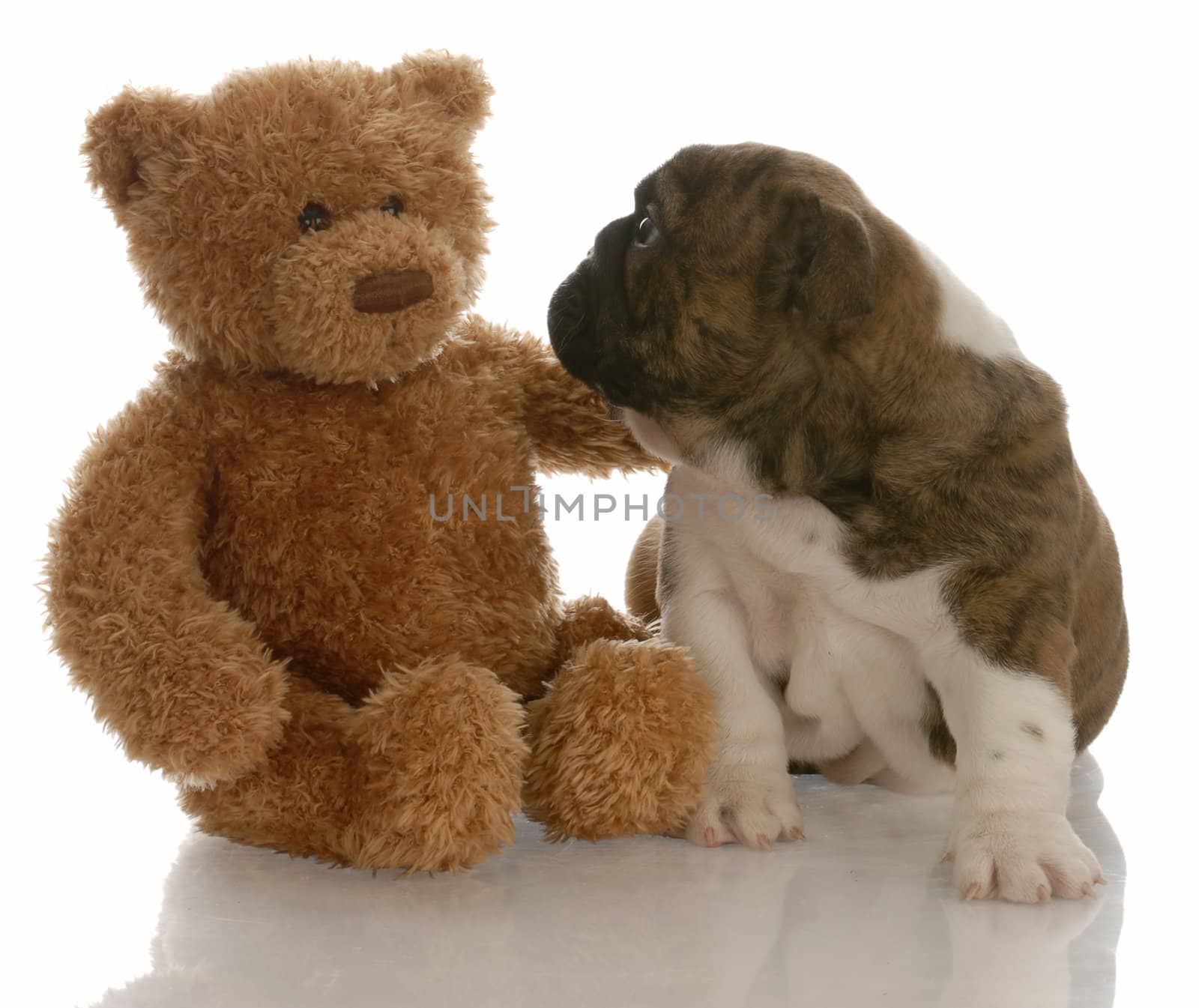 best friends - english bulldog puppy being comforted by teddy bear