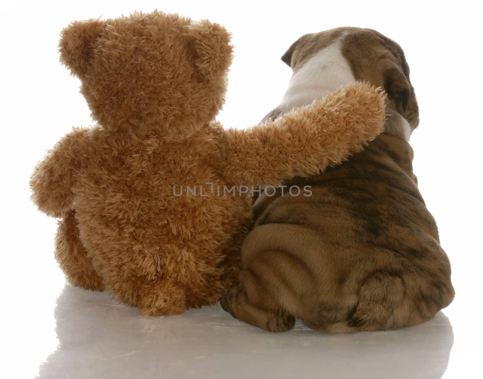 best friends - english bulldog puppy sitting beside bear