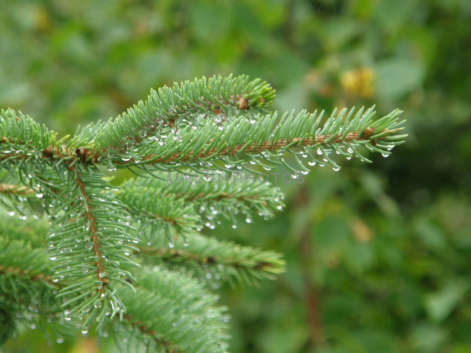 pine needle dripping with rain with shallow depth of field