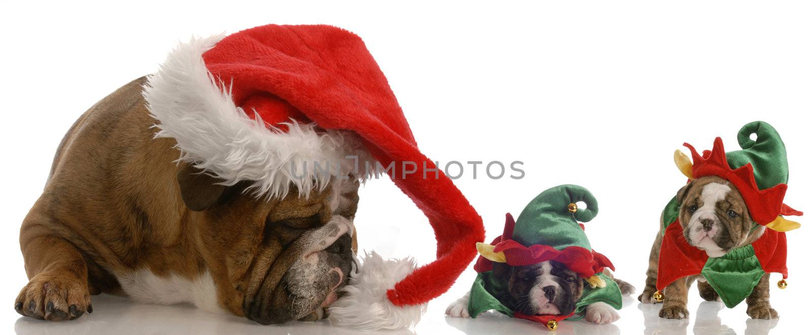 english bulldog santa with two bulldog elf helpers