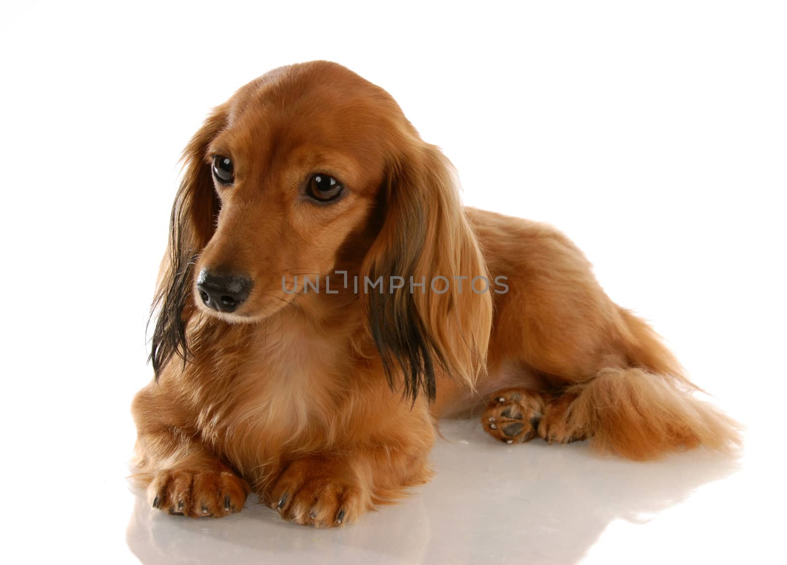 long haired miniature dachshund laying down with reflection on white background