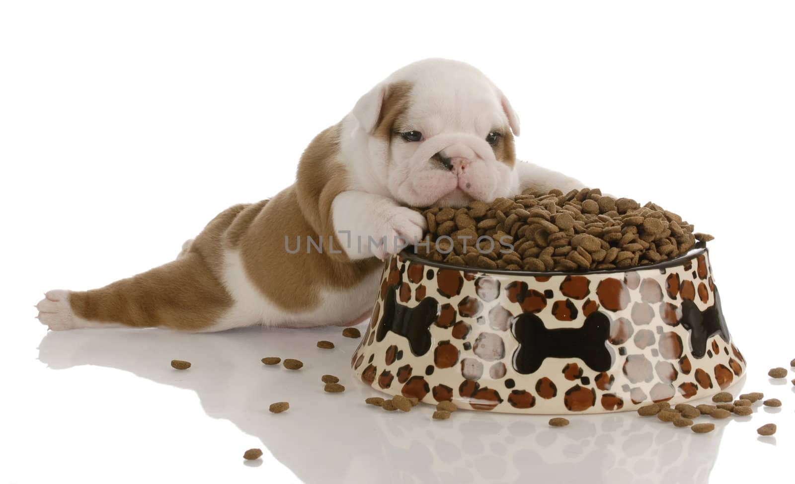 small bulldog puppy laying beside large bowl of dog food