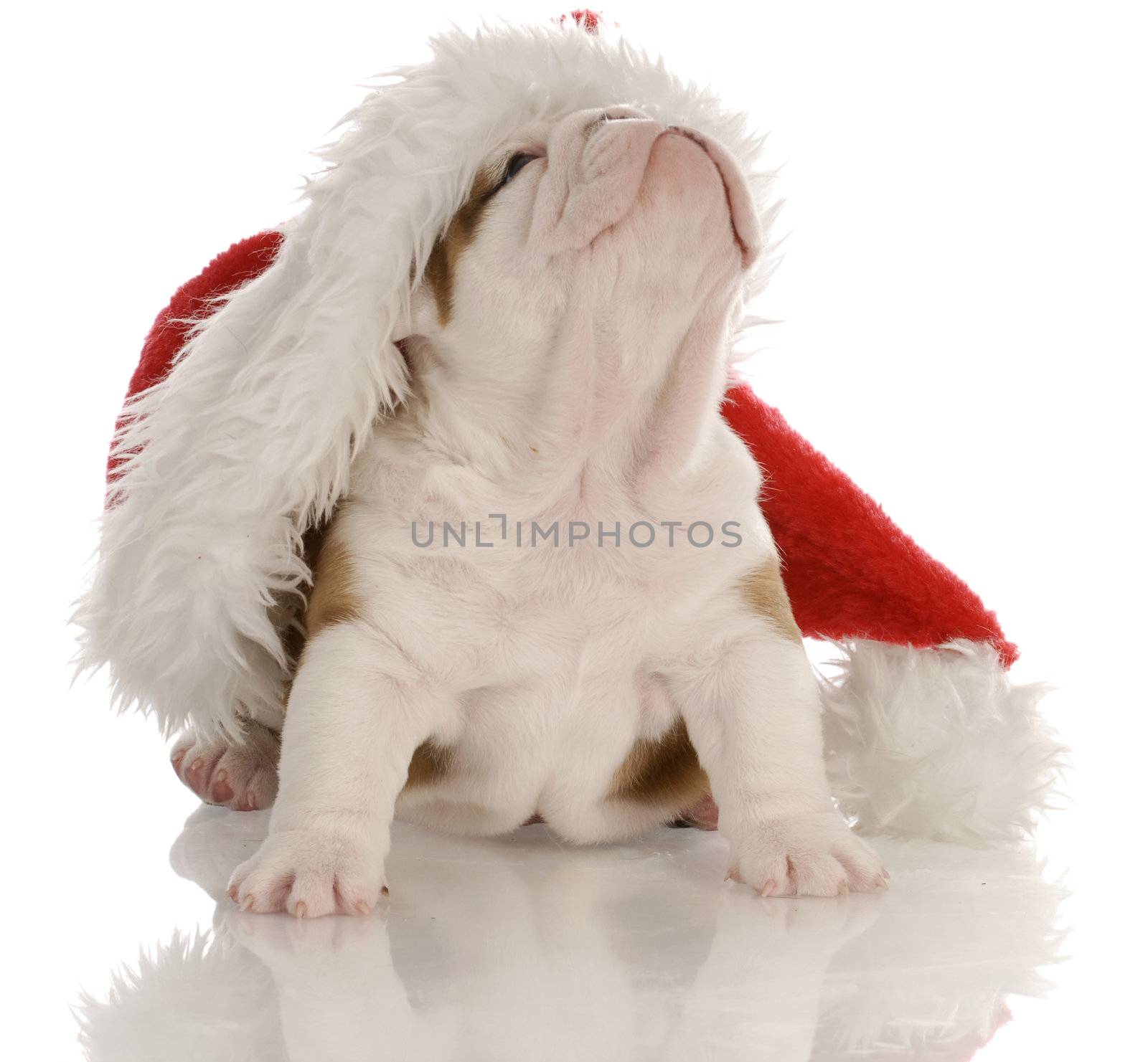 english bulldog puppy wearing santa hat - four weeks old