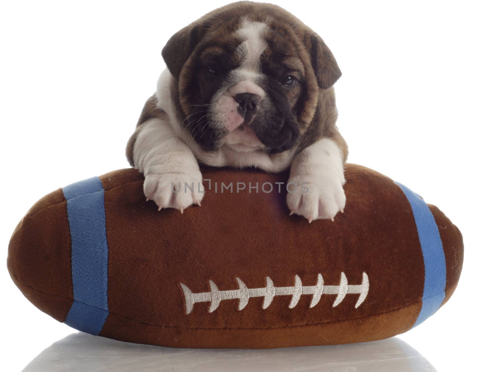 english bulldog puppy with paws up on a stuffed football - 4 weeks old