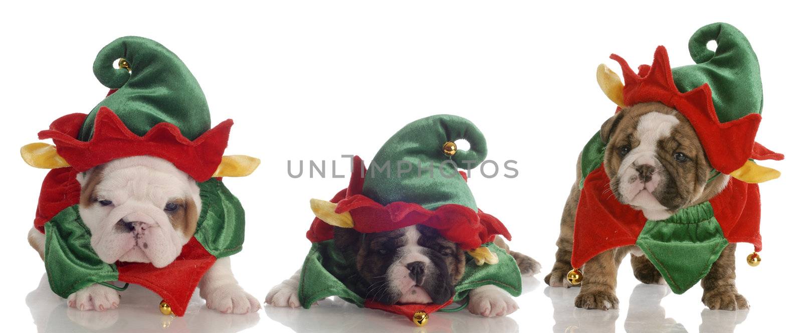 santa's helpers - three english bulldog puppies dressed up as elves