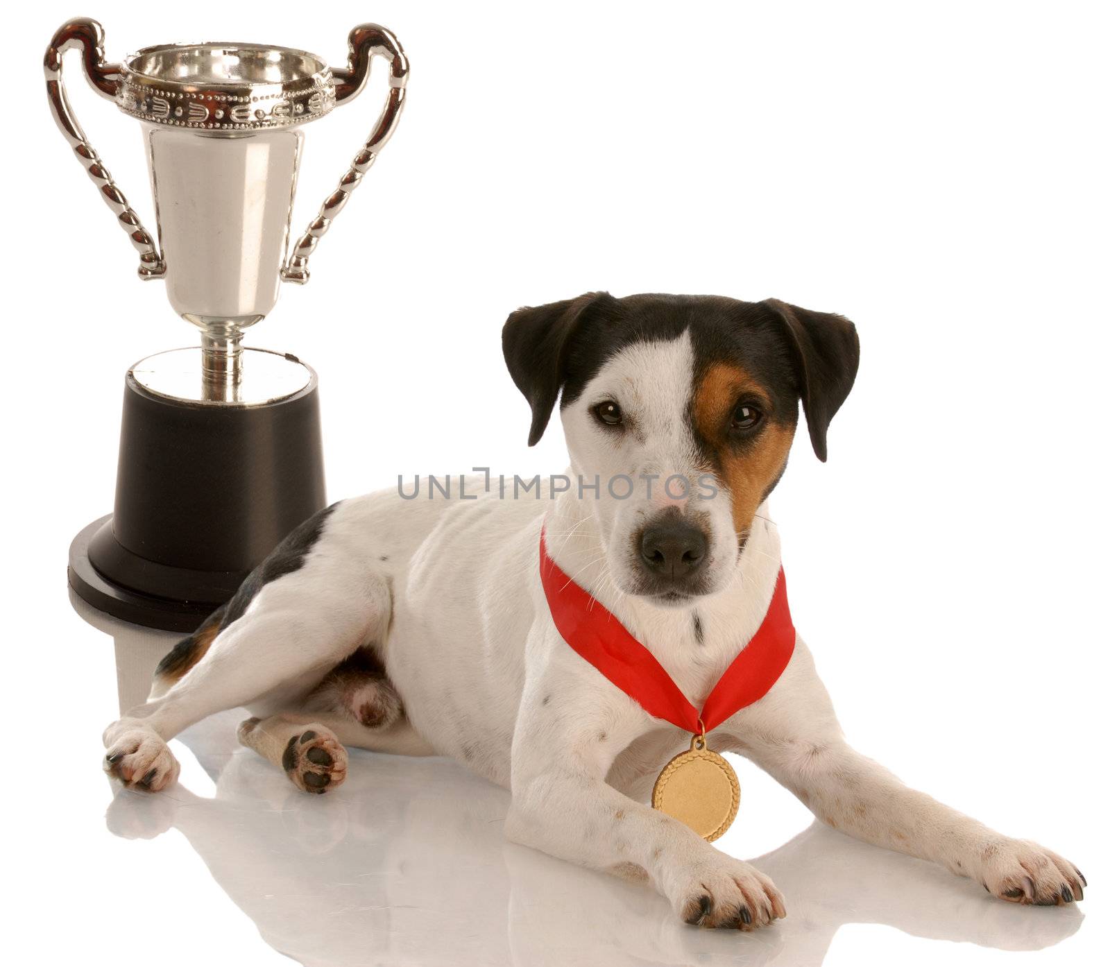 champion dog - jack russel terrier wearing gold medal sitting with trophy
