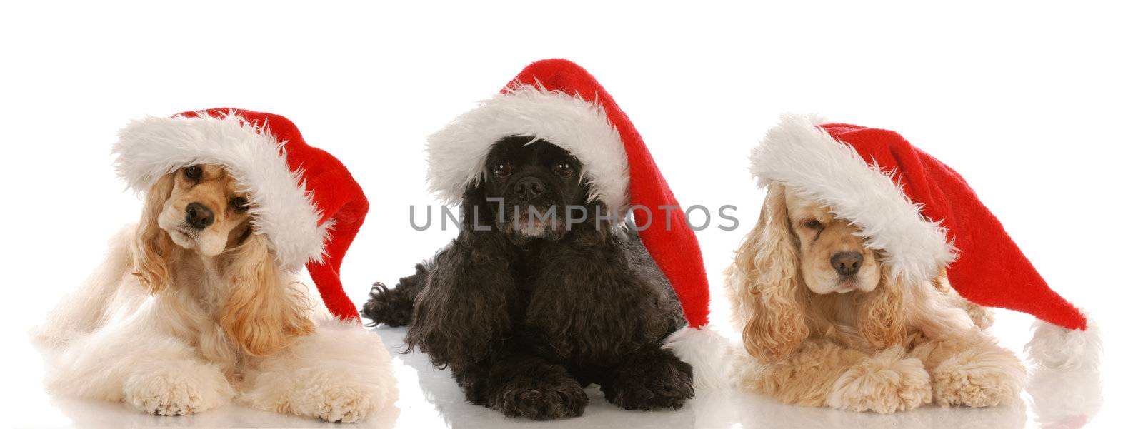 three cocker spaniels wearing santa hats on white background