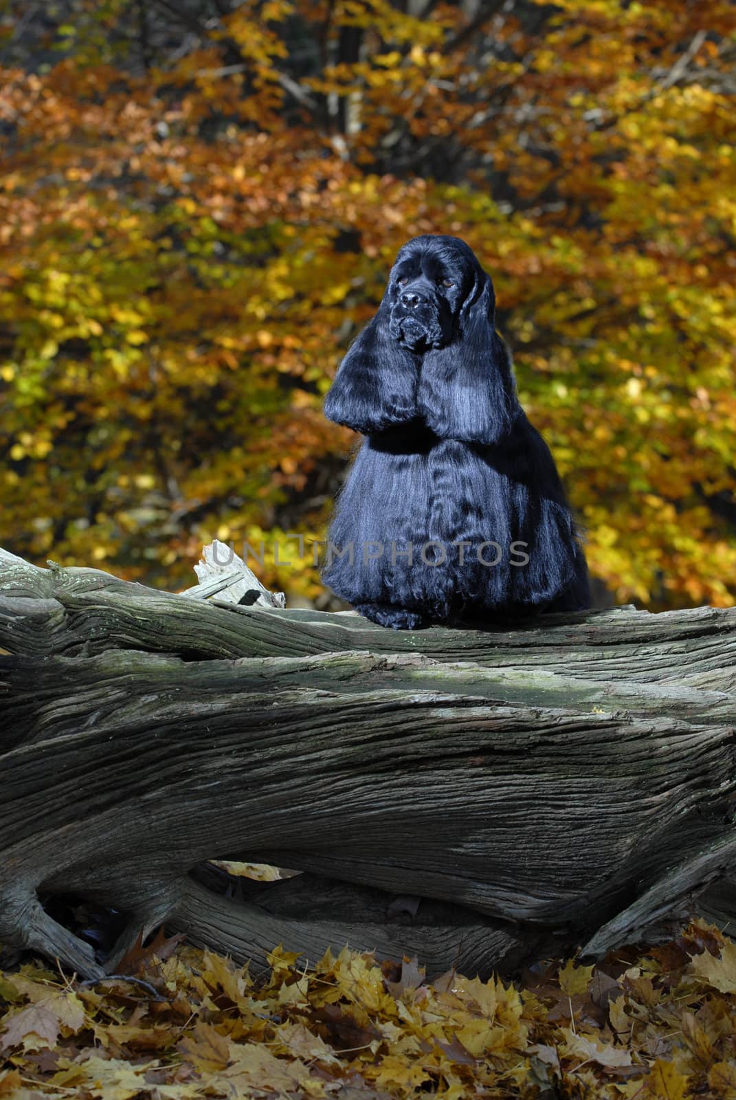 black american cocker spaniel in autumn leaves - champion show dog