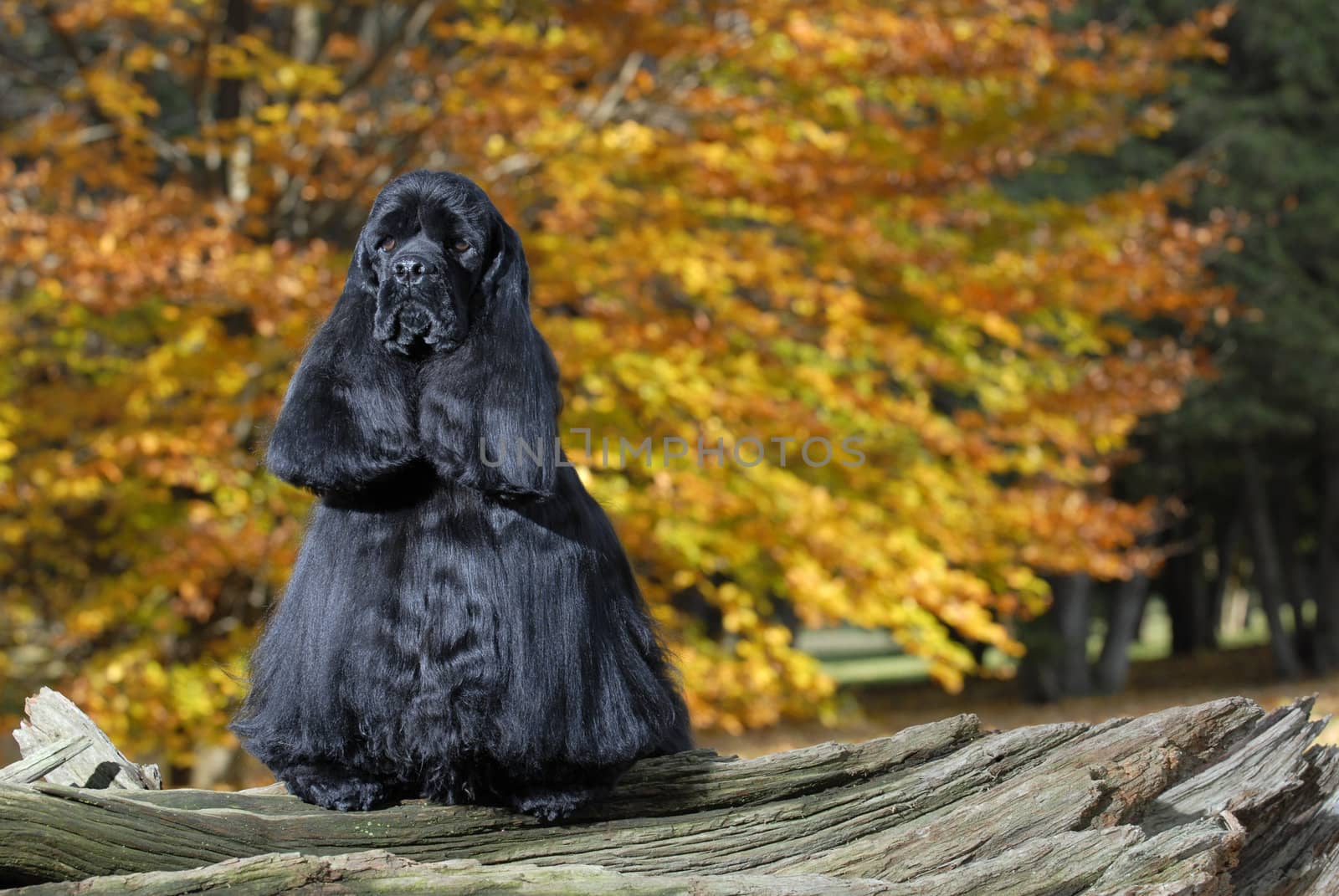 black american cocker spaniel portrait in autumn setting - champion bloodlines