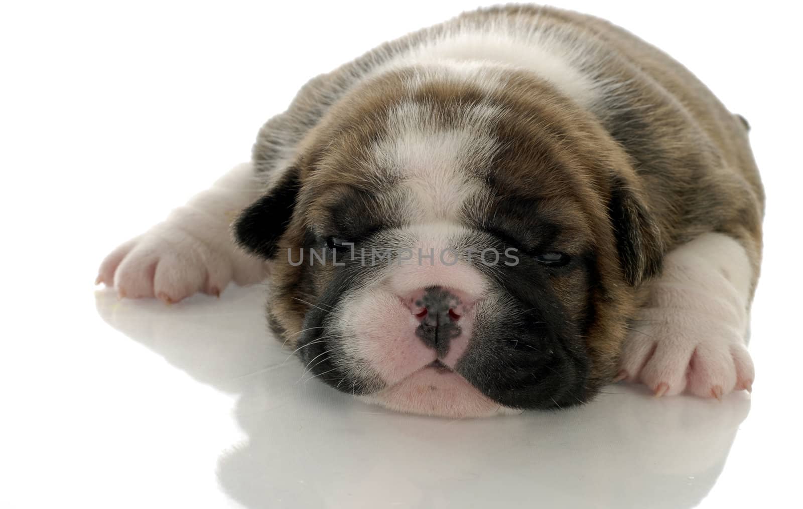 brindle english bulldog puppy with reflection on white background - 3 weeks old