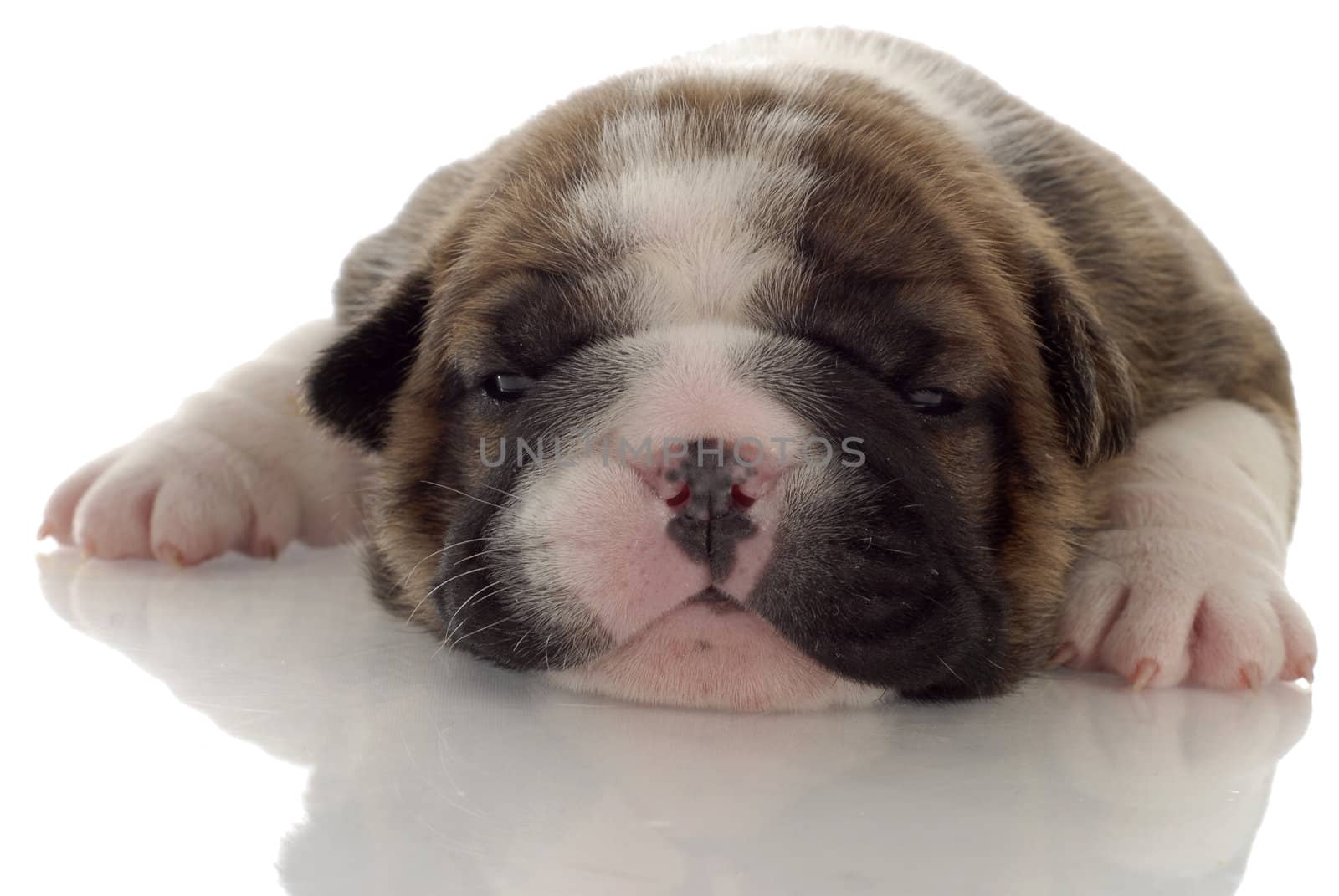 three week old english bulldog puppy with reflection on white background