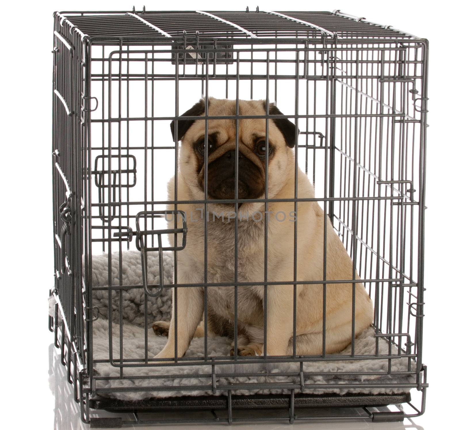 pug sitting in a wire dog crate looking out a viewer 

