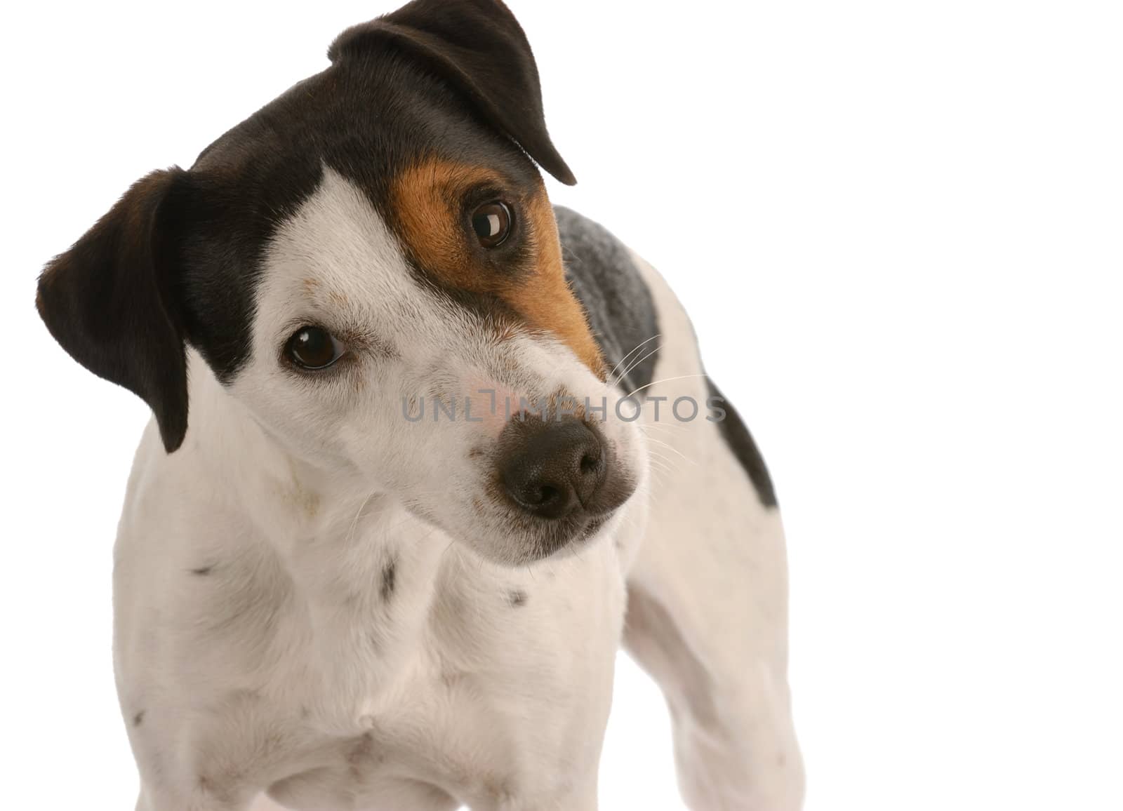 jack russel terrier portrait on white background