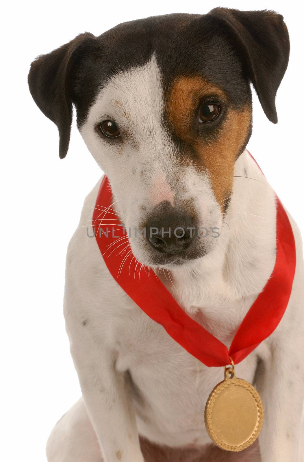  jack russel terrier with award winning medal around neck 

