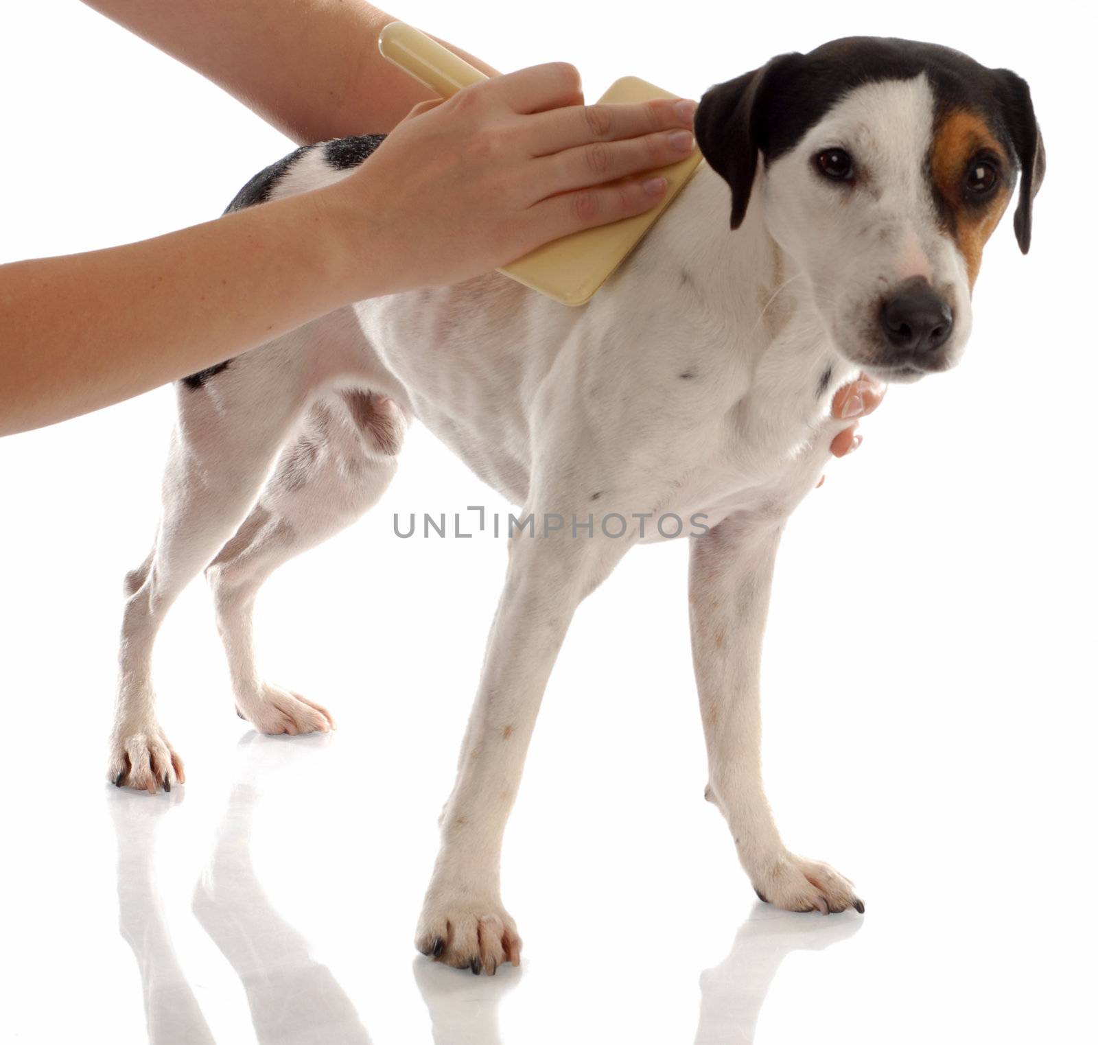 dog grooming - jack russel terrier being brushed