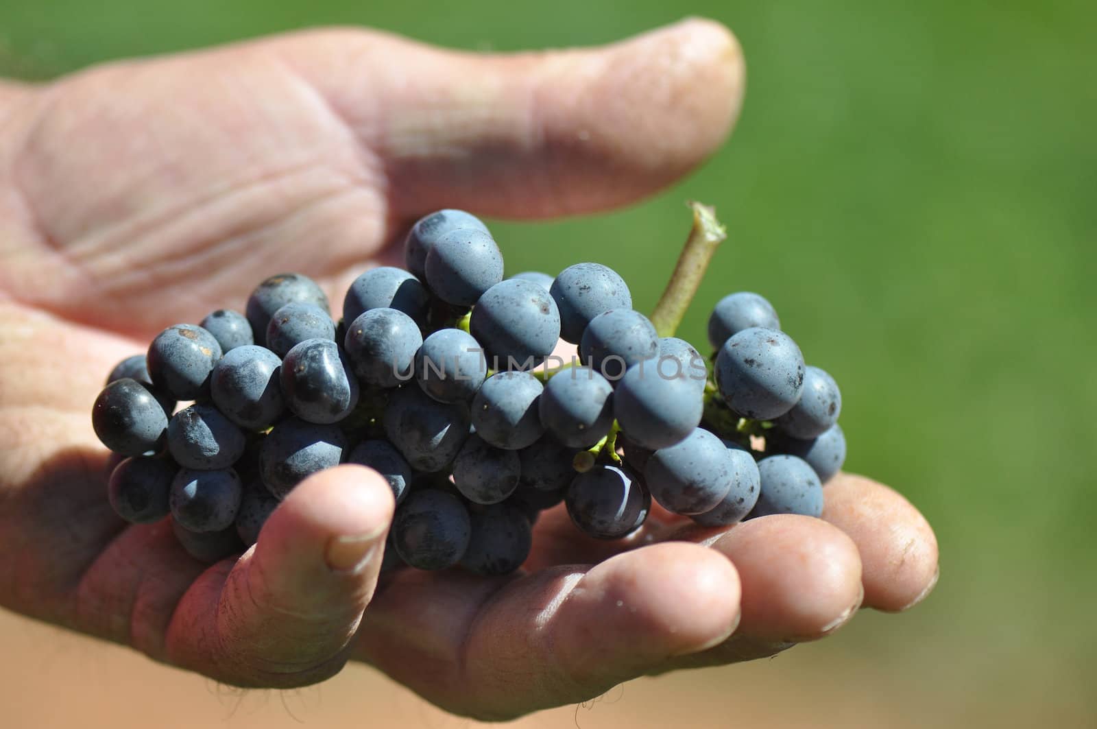 Wine grapes grown in the mountains of North Carolina, near Asheville