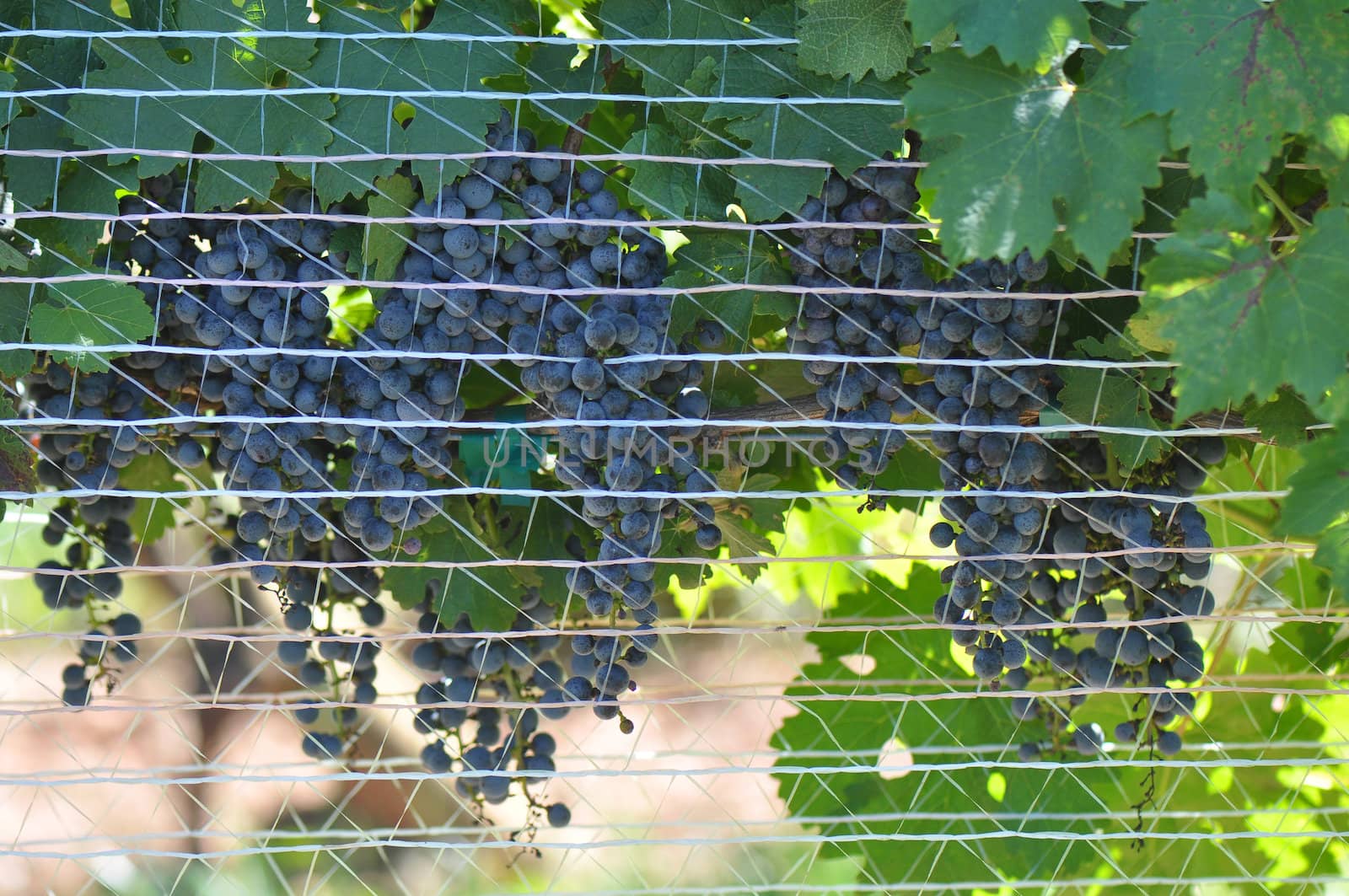 Wine grapes grown in the mountains of North Carolina, near Asheville