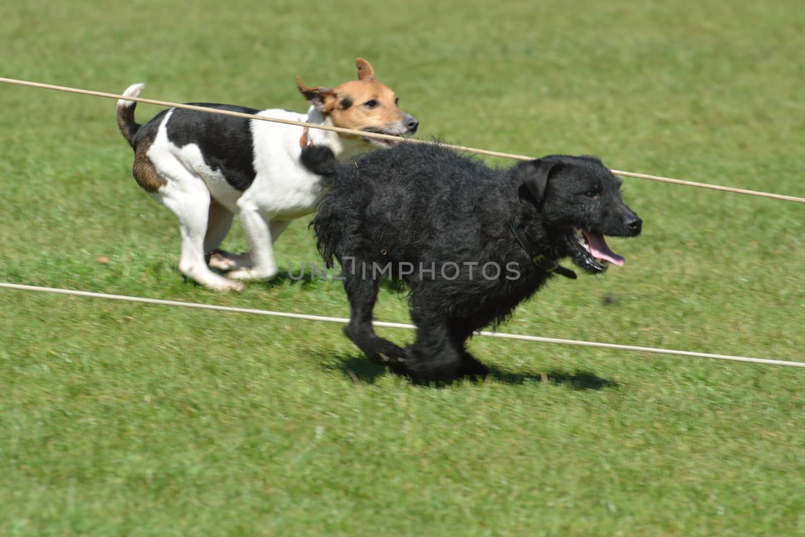 Terriers racing