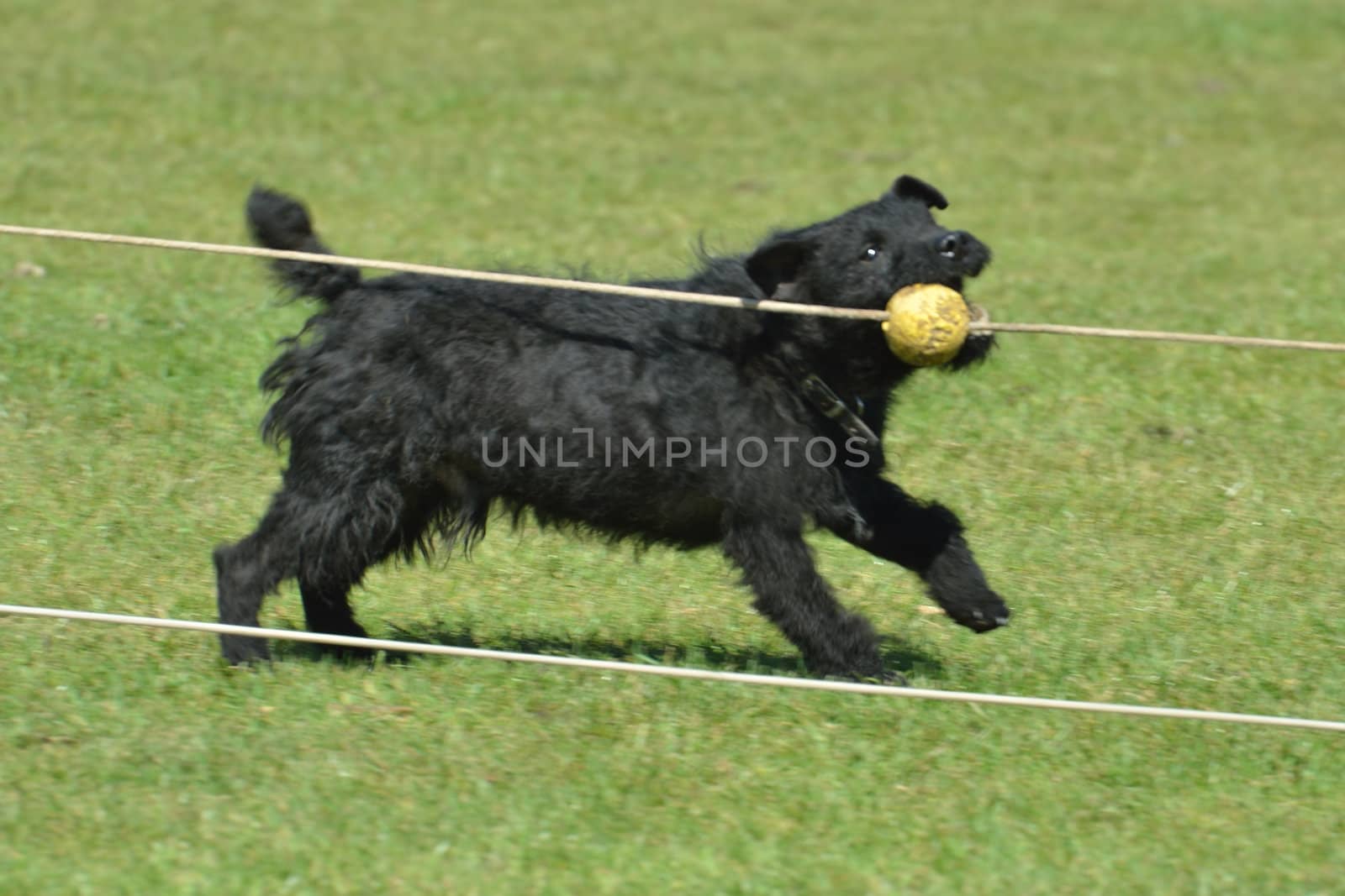 Terrier Catching Ball in race