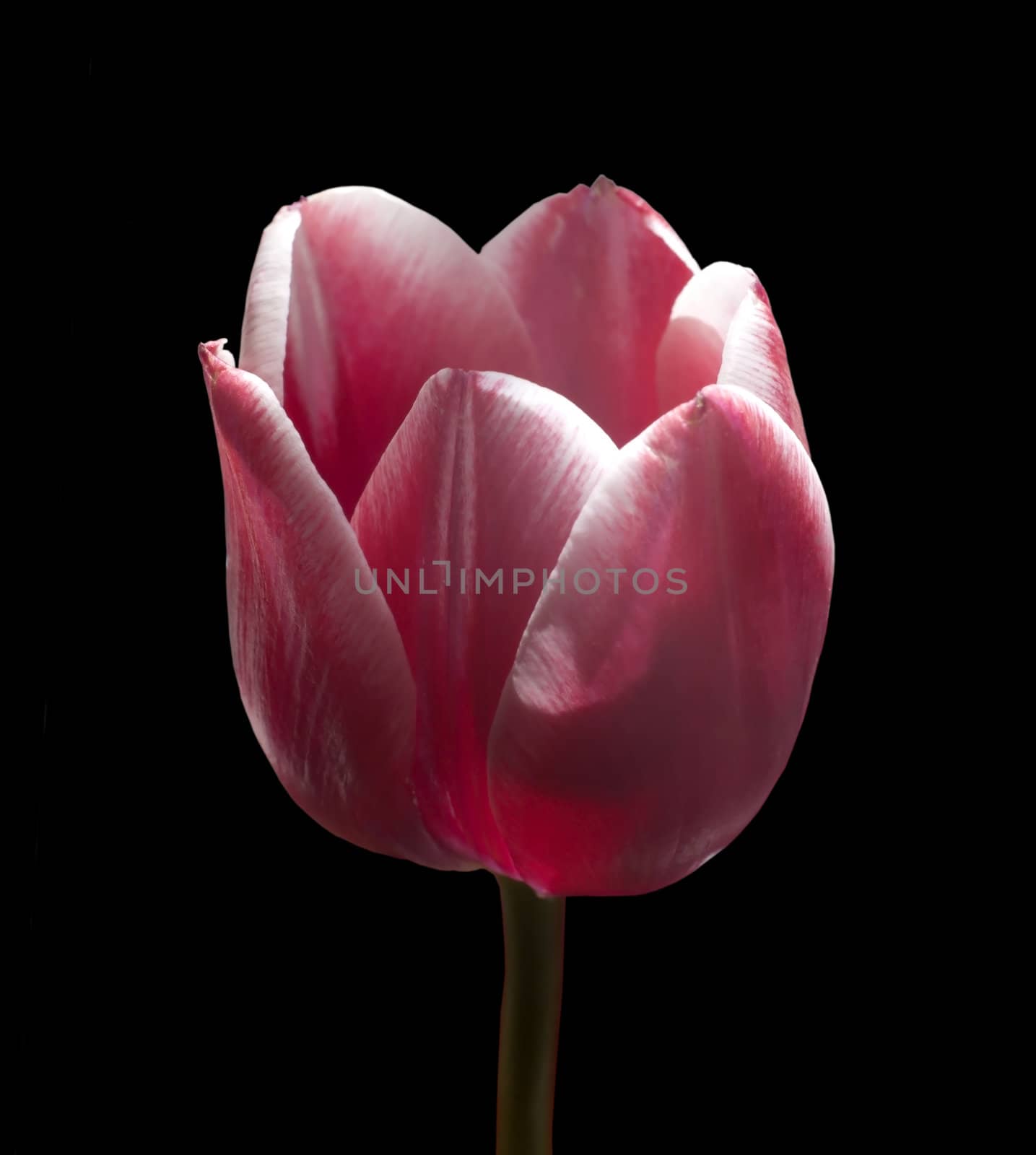 A general view of a tulip bud dark pink color on a black background