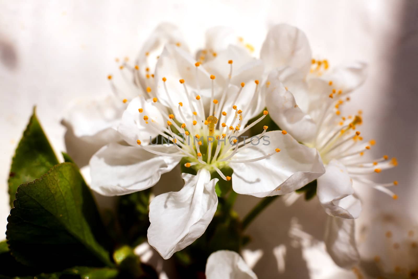 A general view of a flower with white petals krpunym plan