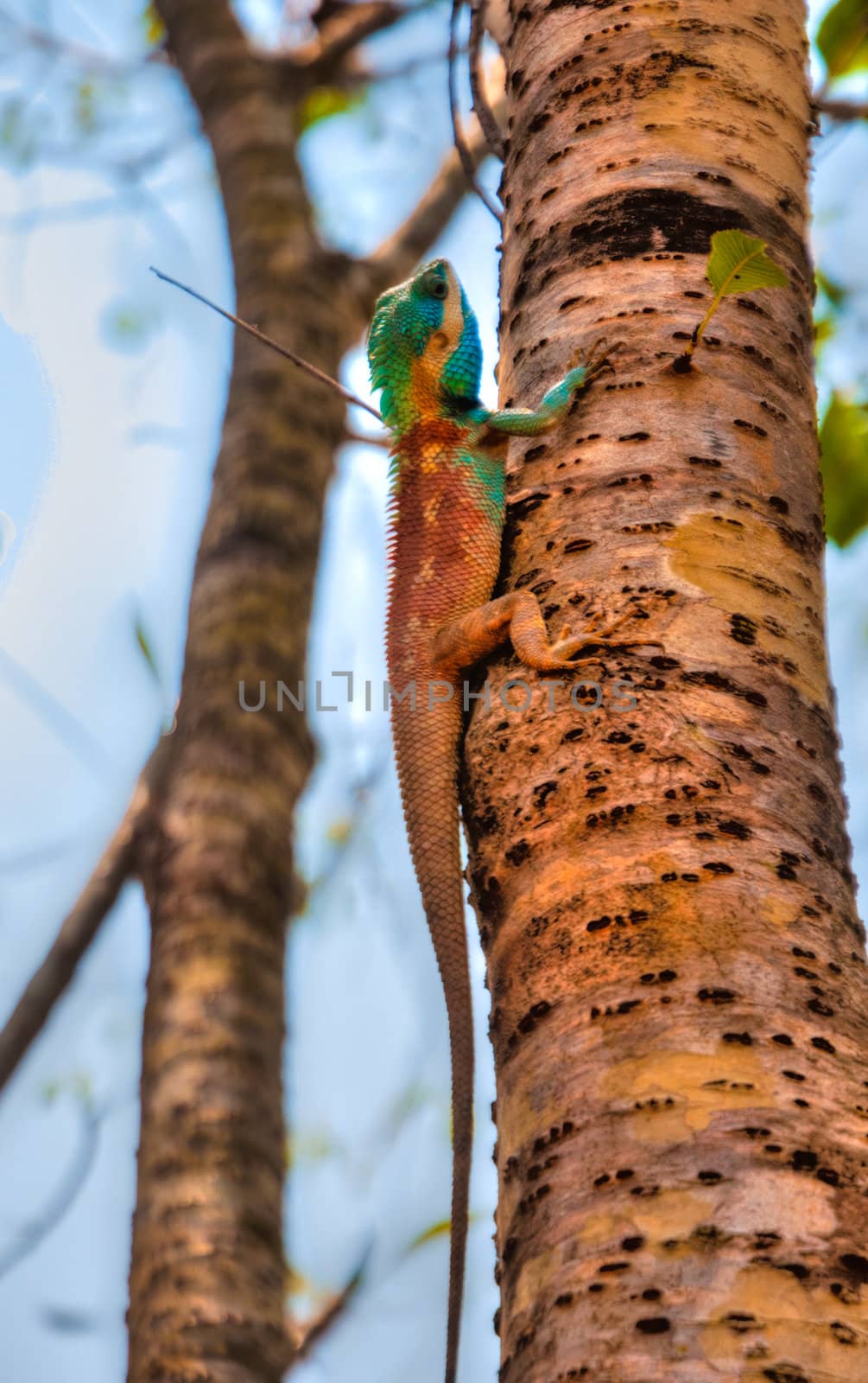 iguana