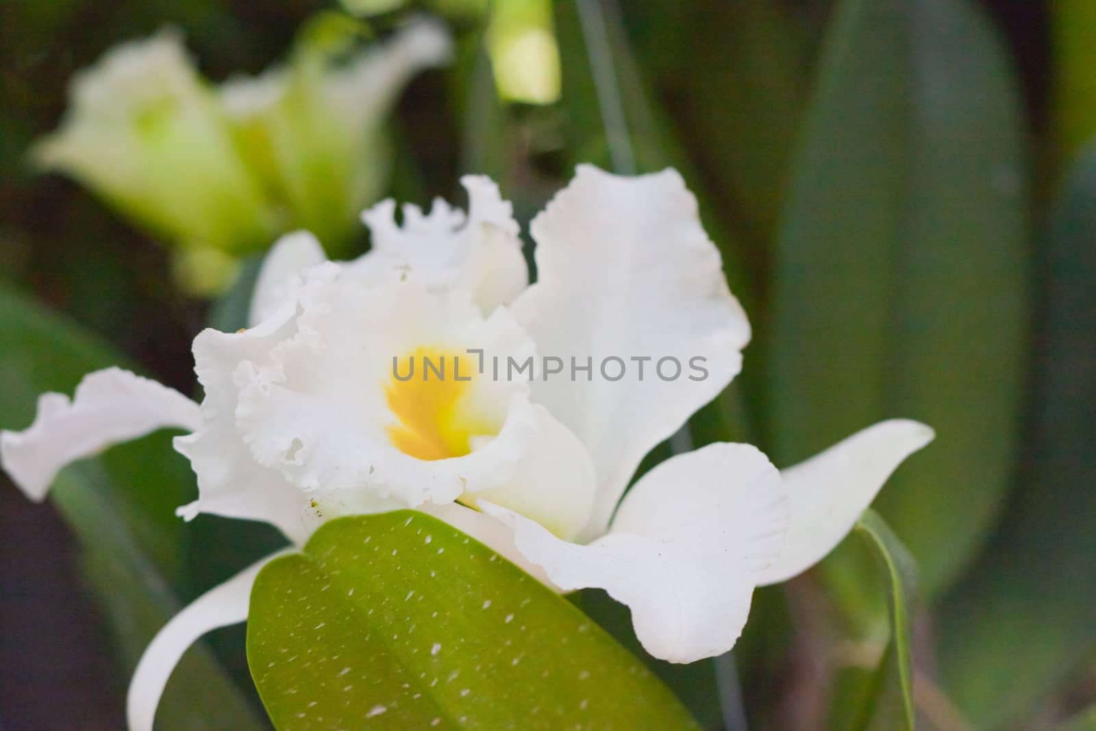 Beautiful orchid